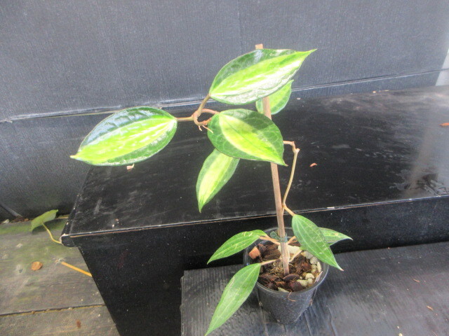 KN 1円! ホヤ(サクララン属) マクロフィラ ‘中斑‘(HOYA MACROPHYLLA `CENTER VARIEGATED`) 0.8M以下拍卖