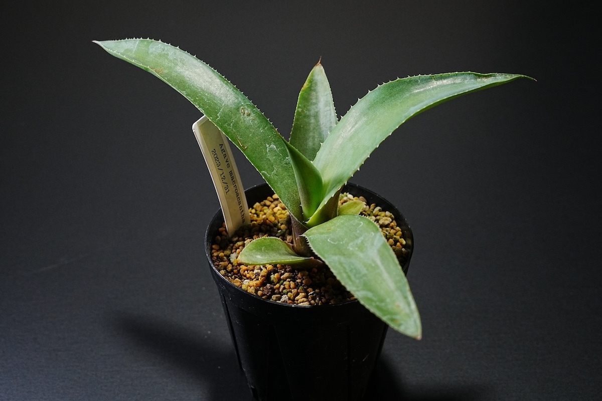 厳選実生株 アガベ / マクロカンサ 八荒殿 Agave macroacantha 第四種郵便物 no.01拍卖