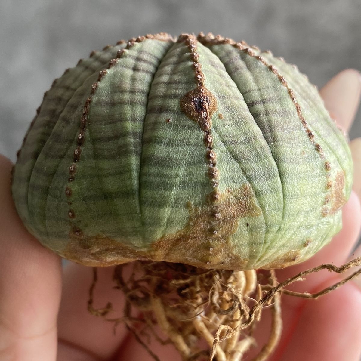 【B11357】【数量限定!選抜株!】ユーフォルビア オベサ Euphorbia obesa ( 検索 塊根植物 多肉植物 )拍卖