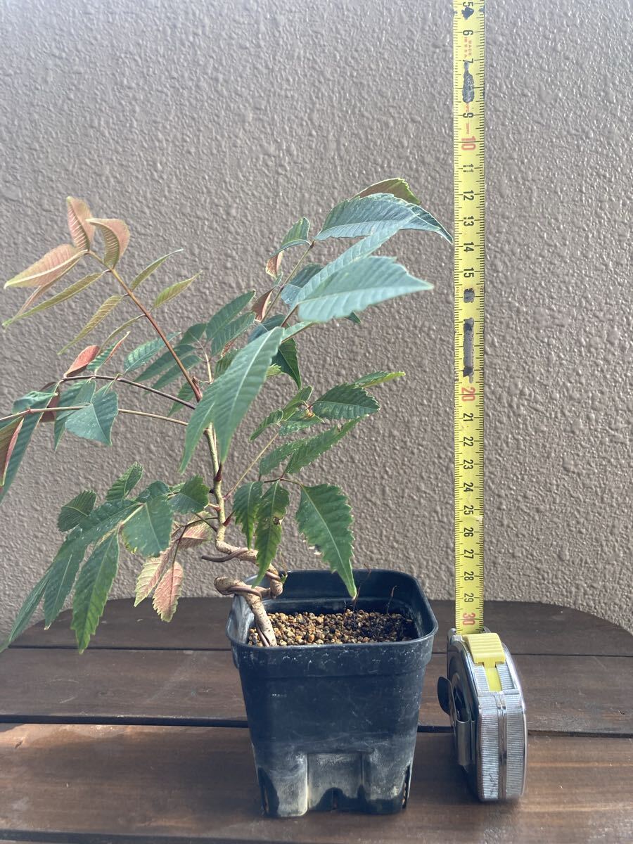 【盆栽】品種不明 山採り 実生 同梱可 庭木拍卖