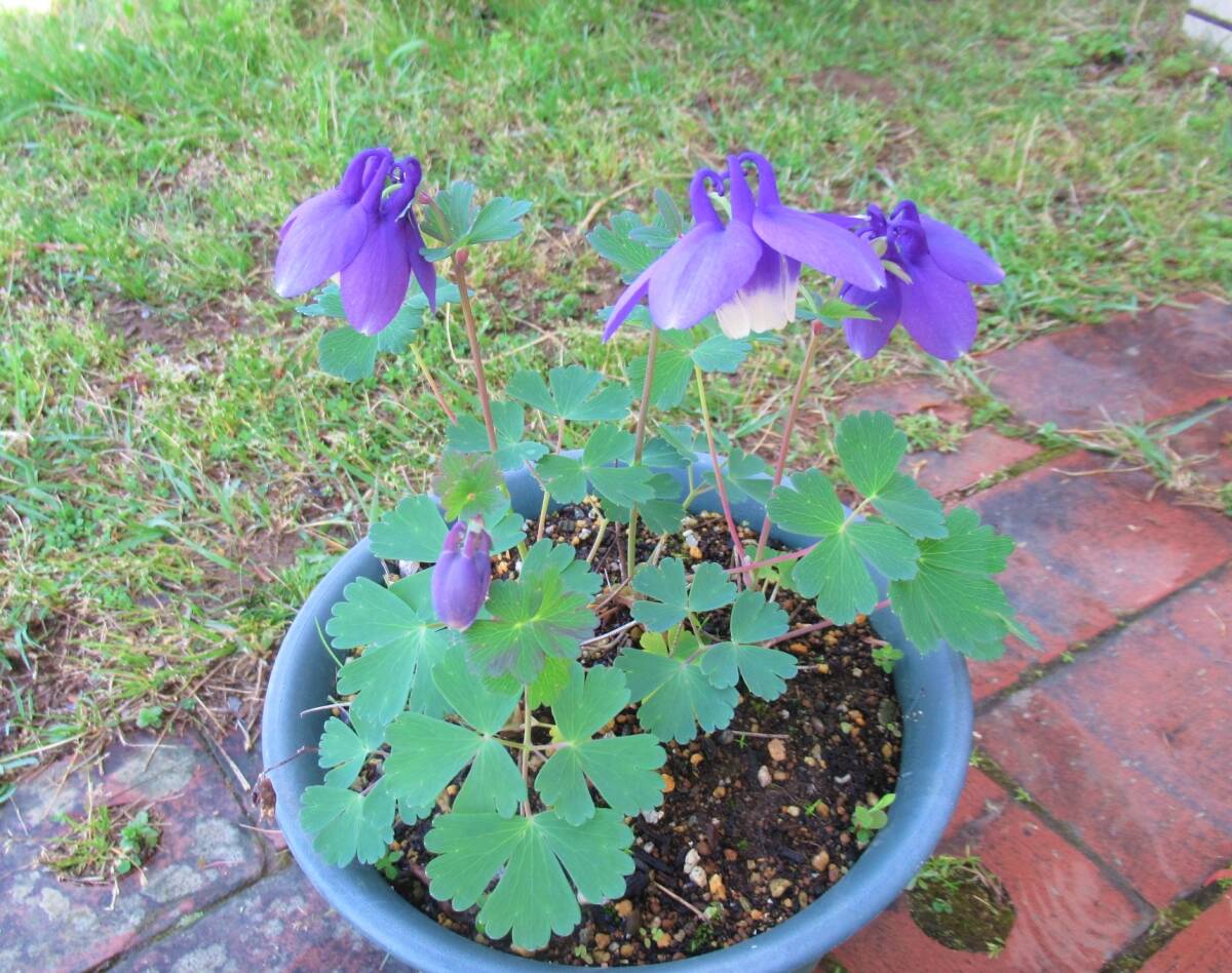 ②ミヤマオダマキ苗【瑠璃】 1株(3~4年生株)拍卖