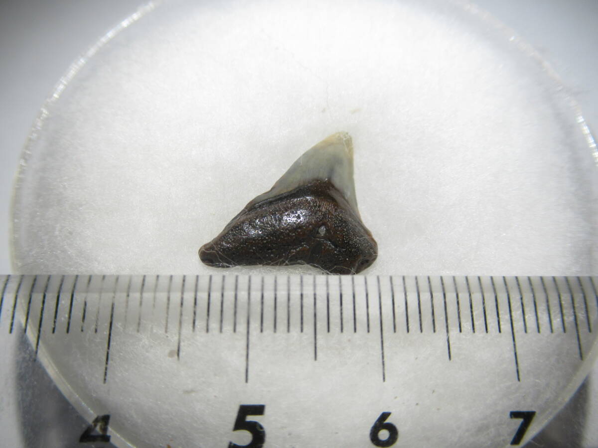 サメの歯 第三紀中新世 アメリカフロリダ州拍卖