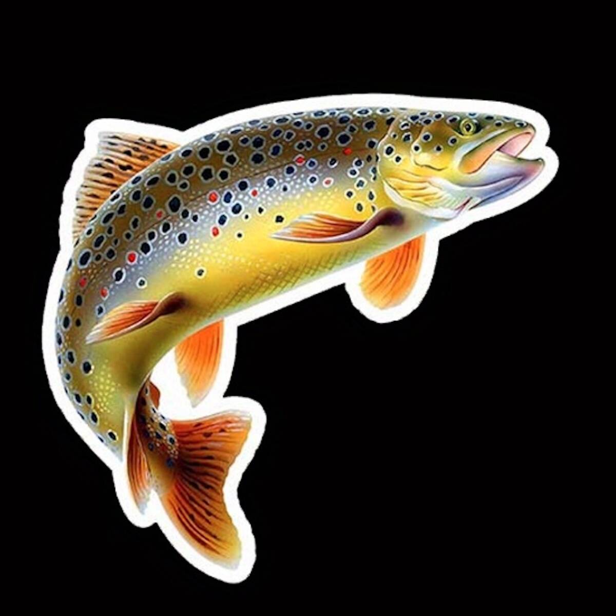 ステッカー 魚 ブラウントラウト 車用 シール 12.7cm 鮭 イラスト ビニール 防水 おしゃれ かわいい バイク用 窓用 ノートパソコン t8300拍卖