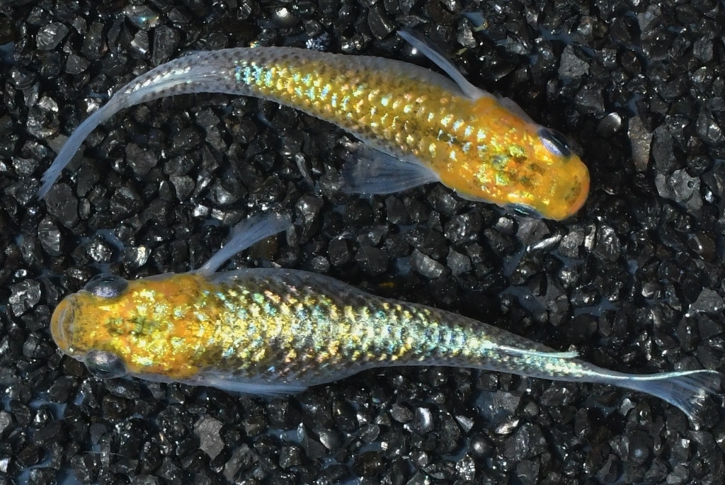 【猫飯本店】雷神メダカの稚魚・10匹拍卖