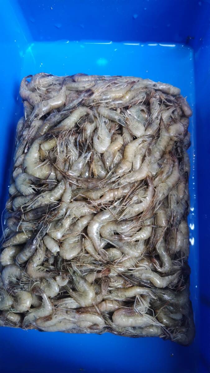 かわえび ブロック 川エビ 2袋 1キロ  冷凍餌 大型魚 アロワナ ダイヤモンドポルカ拍卖