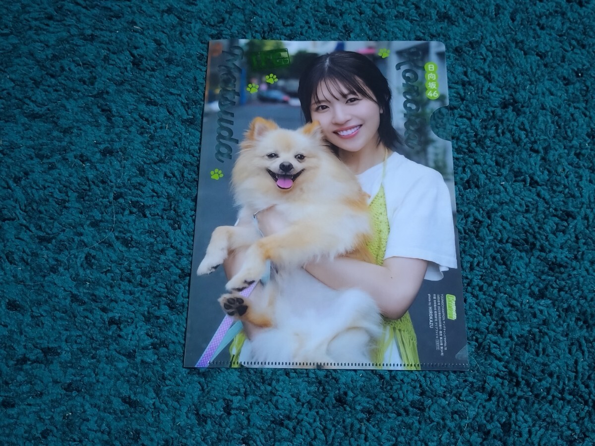 松田好花☆クリアファイル1枚/ヤングチャンピオン2025年18号付録拍卖