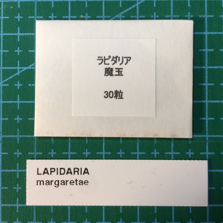 ラピダリア 魔玉 種子30粒 タネ 多肉植物 種拍卖