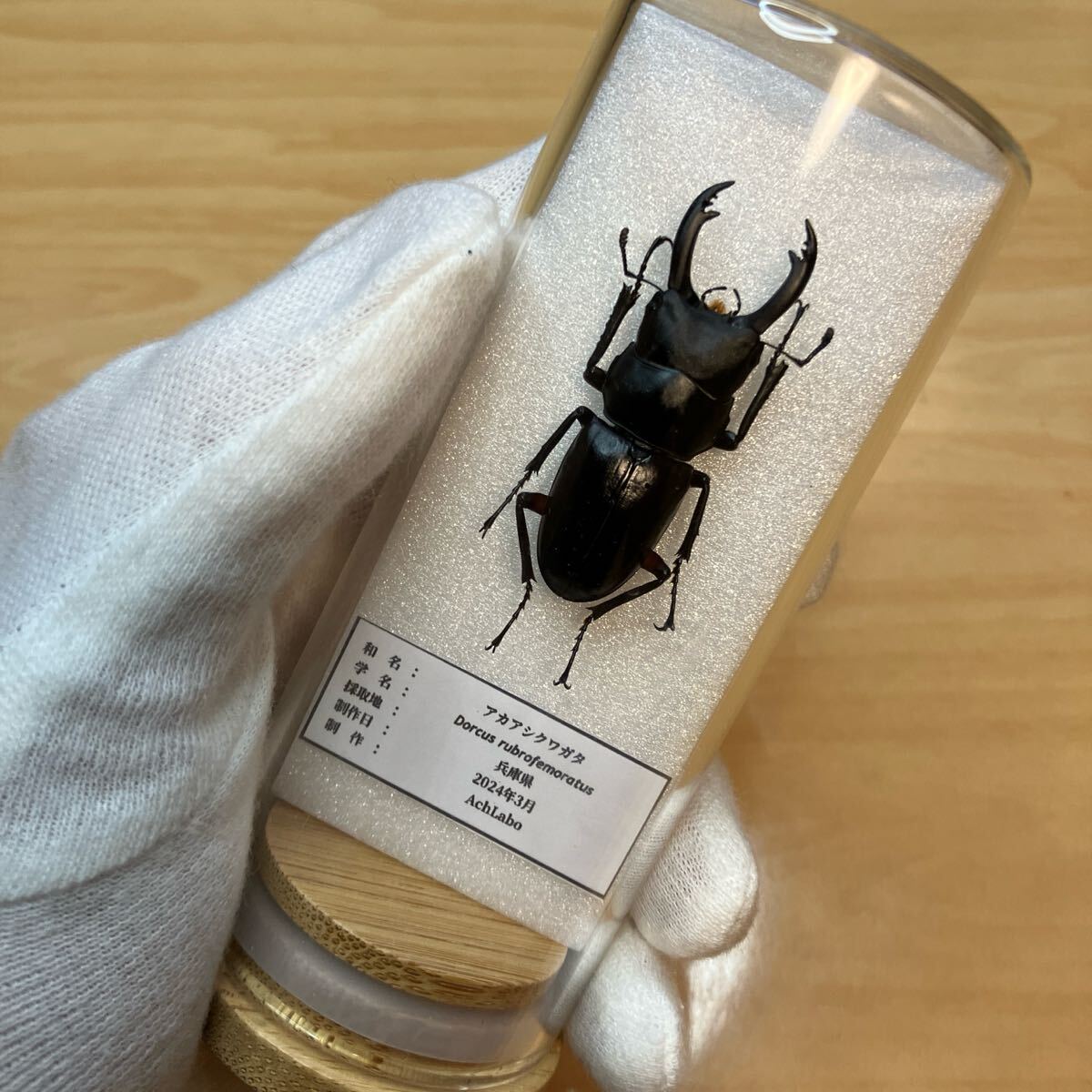 【昆虫標本】アカアシクワガタ ガラスケース入り拍卖