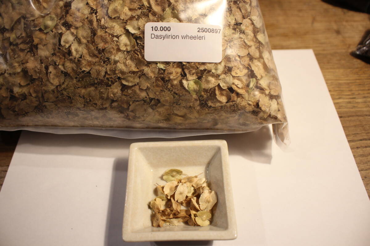 【送料無料】【即決】【種】'Dasylirion wheeleri' 30粒+α ダシリリオン ウィーレイ(ウォーレイ)拍卖