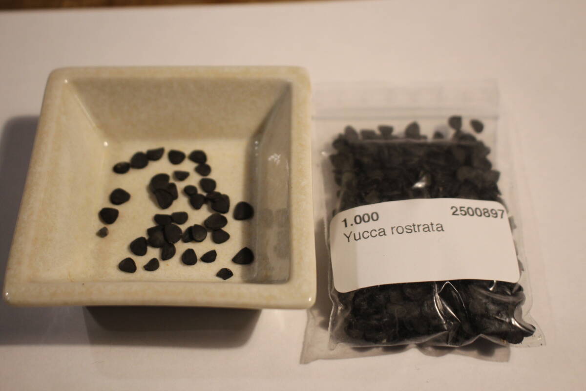 【送料無料】【即決】【種】'Yucca ユッカ2種 'Yucca rostrataロストラータ' 'Yucca rigidaリギダ'' 各20粒+α拍卖