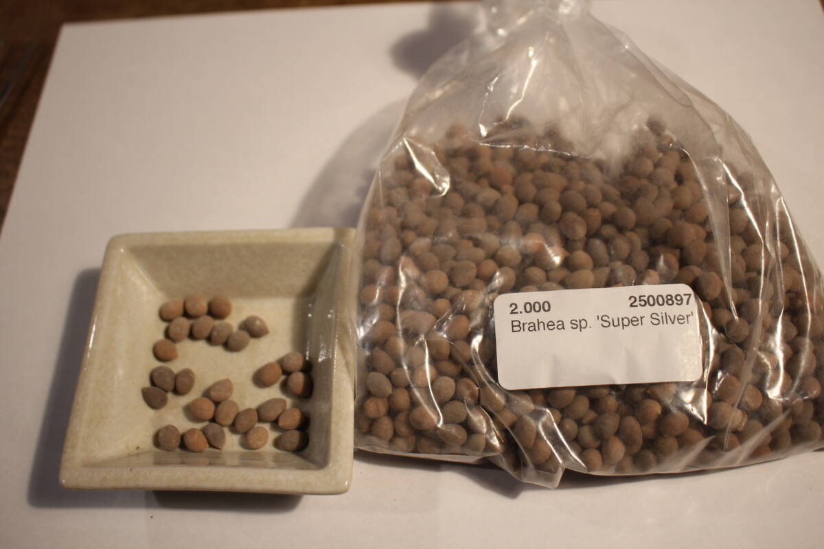【送料無料】【即決】【種】'Brahea sp. 'Super Silver' ’ 30粒+α  シルバーヤシ ブラヘア 拍卖