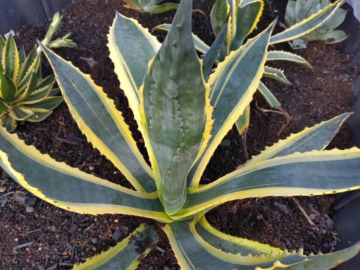 【即決】'Agave americana marginata 黄覆輪斑' 2【送料無料】拍卖