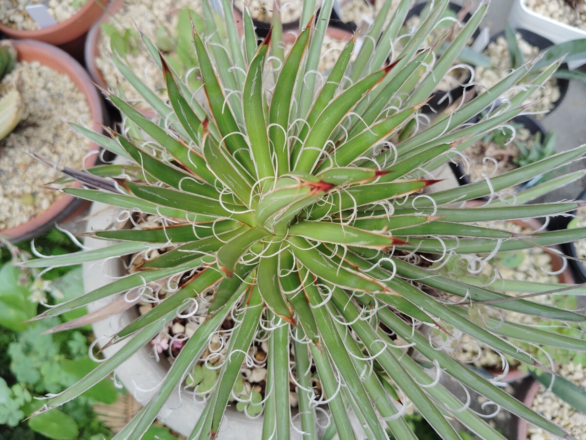 【即決】 'Agave 姫滝の白糸'【送料無料】拍卖