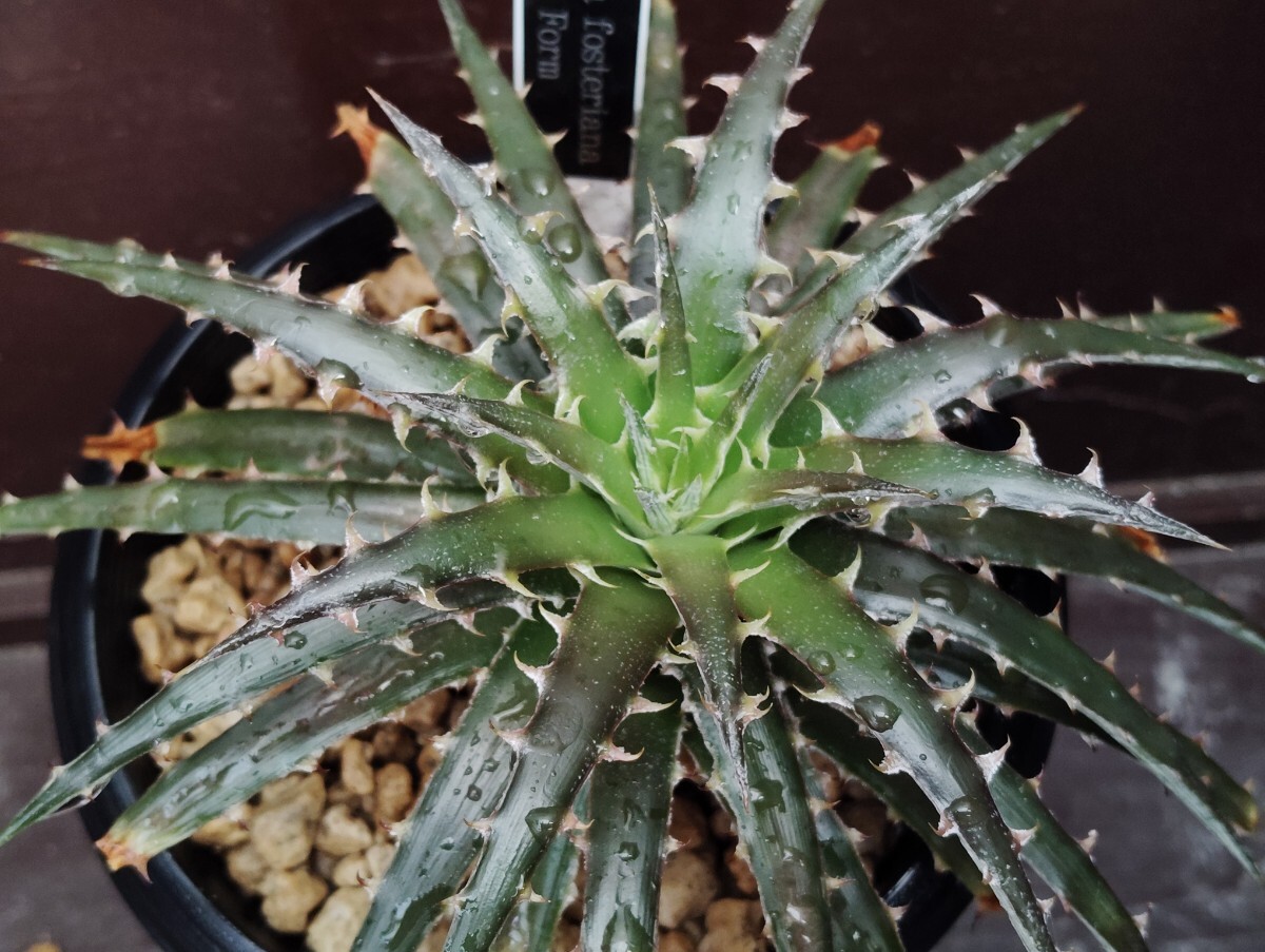 'Dyckia fosteriana Bronze Form'【送料無料】拍卖