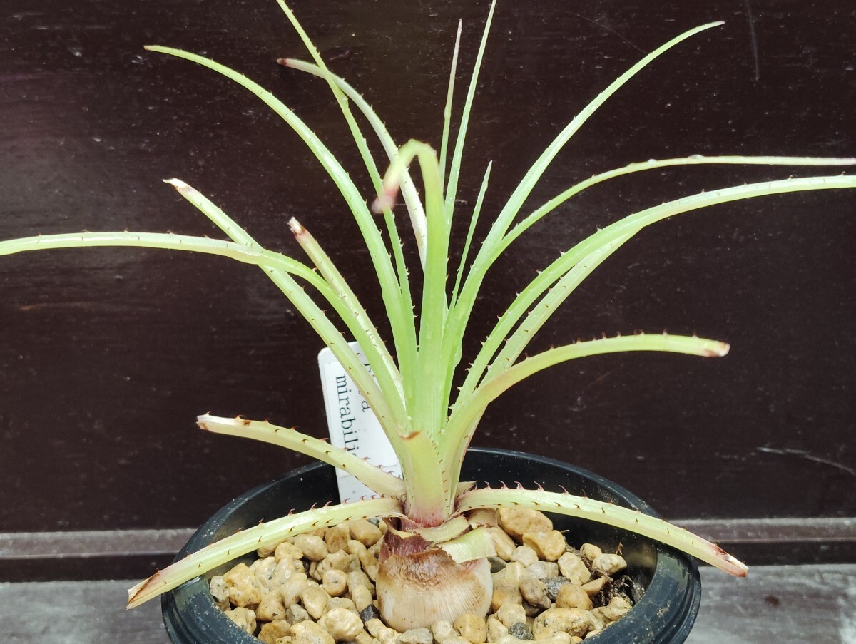 【即決】'Puya mirabilis プヤ ミラビリス '【送料無料】拍卖