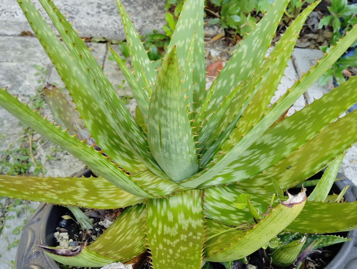 【即決】Aloe '札落ち不明種'子株セット【送料無料】拍卖