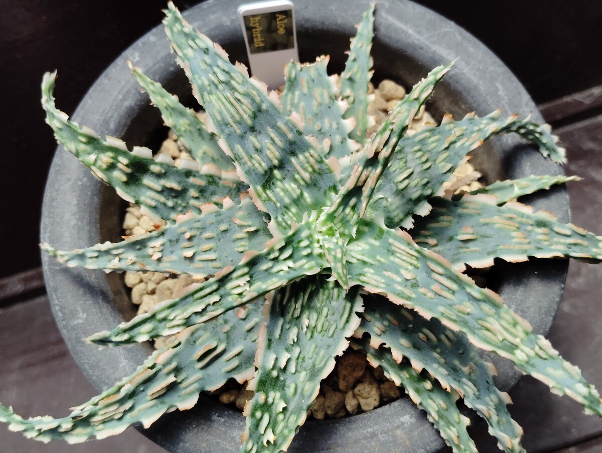 【即決】Aloe hybrid 【送料無料】拍卖