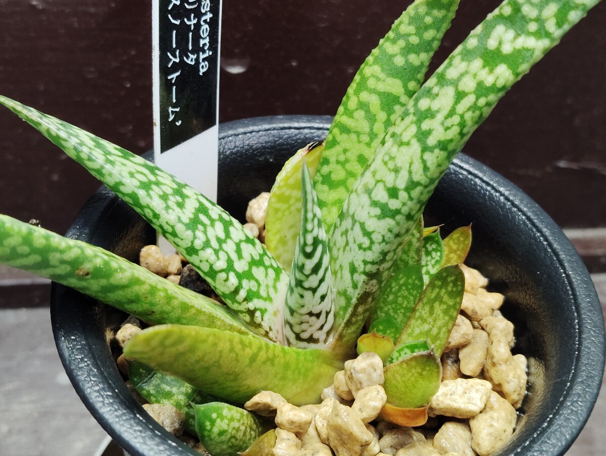 【即決】Gasteria カリナータ 'スノーストーム' 【送料無料】拍卖