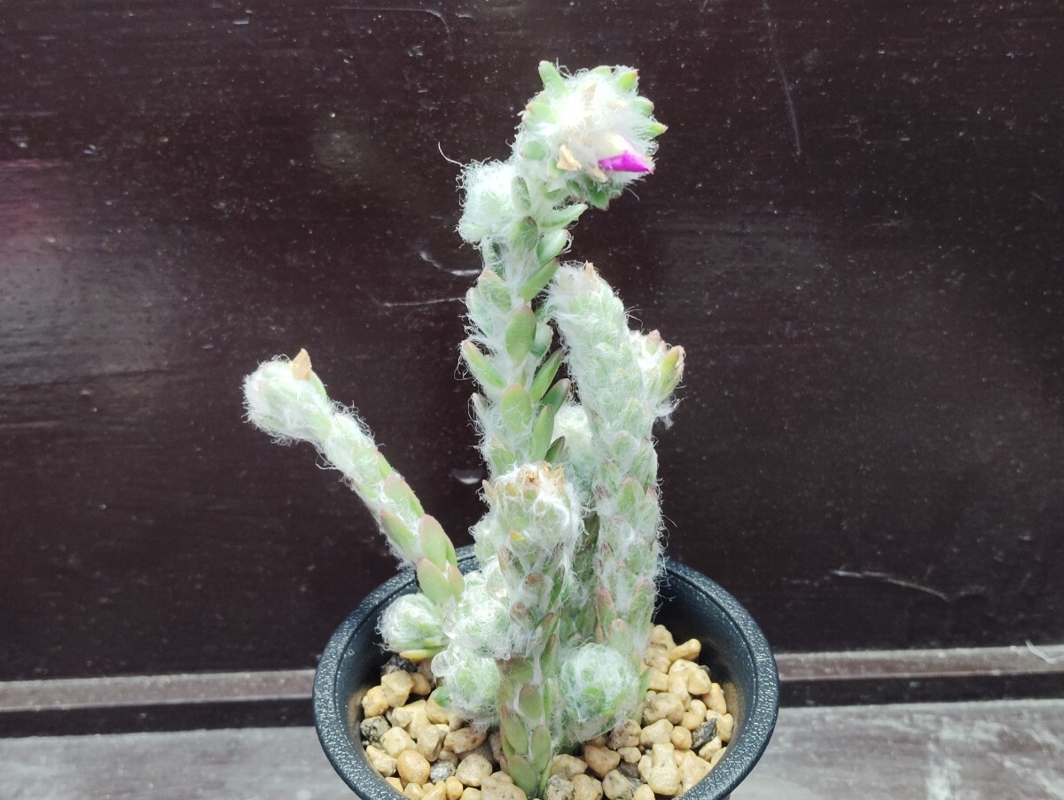 【即決】'ポーチュラカ ウェルデルマニー ' 【送料無料】拍卖