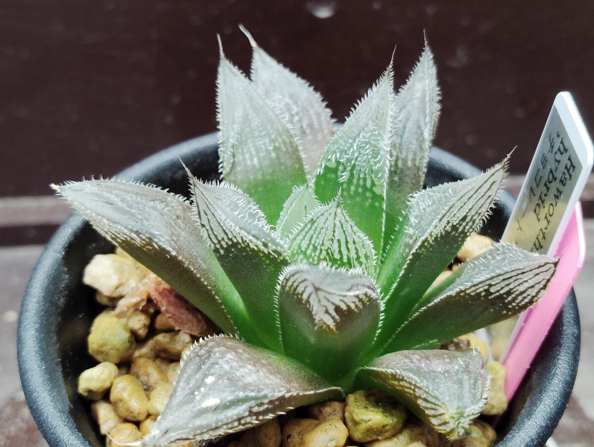【即決】Haworthia hybrid 'チョコレート'×べヌスタ【送料無料】拍卖