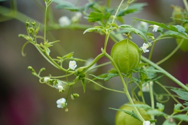 フウセンカズラ【抜き苗20株】拍卖