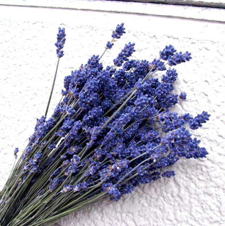 めぐみ工房 北海道ドライフラワー 富良野濃紫ラベンダー早咲・花材 リース プリザーブドフラワー ハーバリウム フラワーアレンジメント拍卖