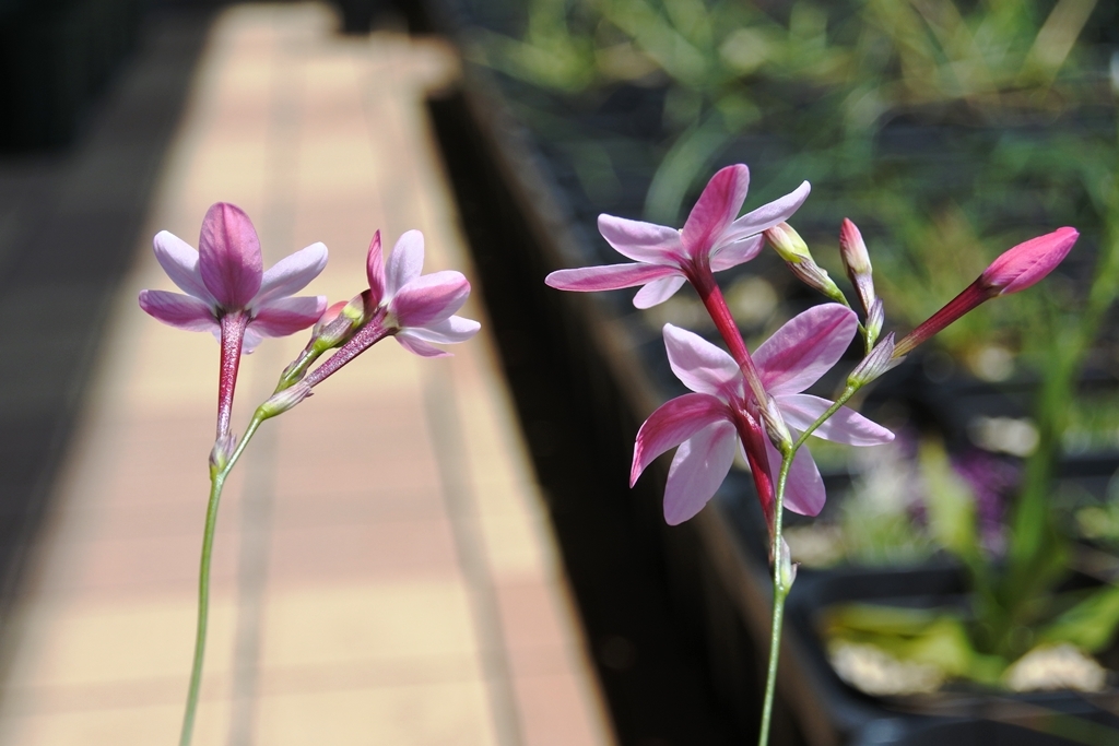 種子20粒以上 イキシア ストーリアエ Ixia stohriae拍卖