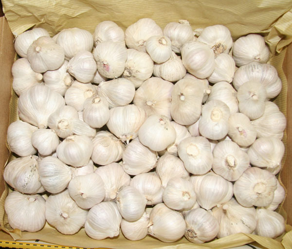 自然栽培 にんにく(600g)★熊本県産★30年以上 無肥料・無農薬★いやしの野菜★手間ひまかけてお世話し自然と共生する農法で作っています♪拍卖