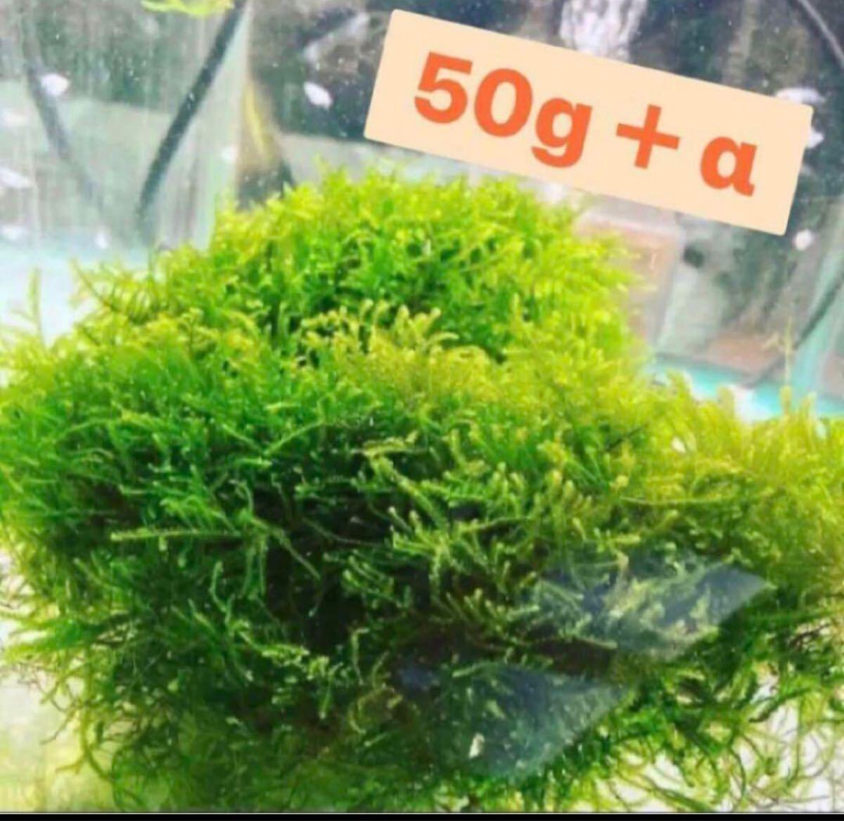 無農薬 国産 ウィローモス 50g +α 水草 アクアリウム 餌拍卖