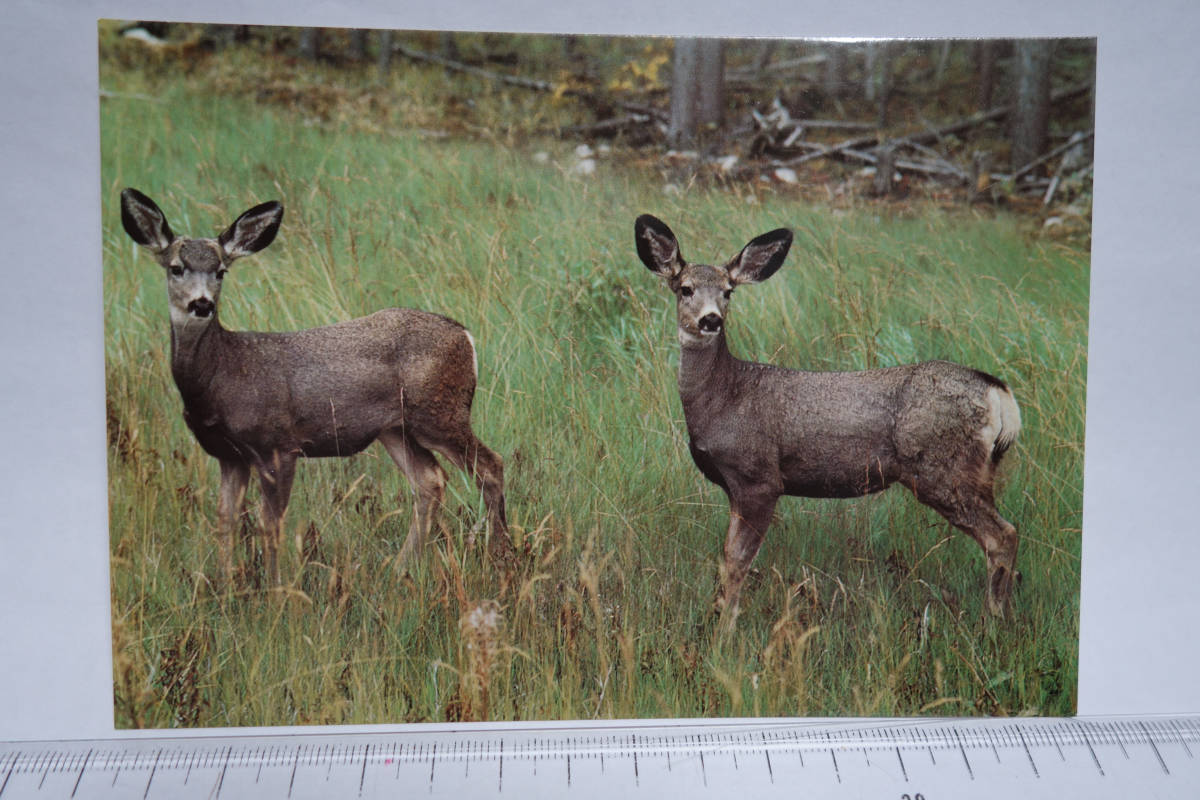 昭和レトロ 絵葉書 海外観光名所 カナダ ジャスパー国立公園 1枚 ミュールジカ拍卖