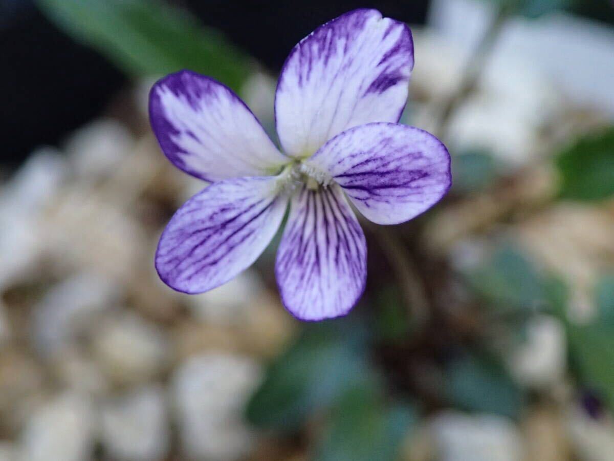 スミレ(9) リュウキュウシロスミレ 種15粒 山野草 ♯ab拍卖