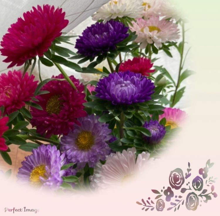 春蒔き 秋蒔き 100粒!アスター 種 ミックス 菊 お盆 紫 ピンク 白 タネ拍卖