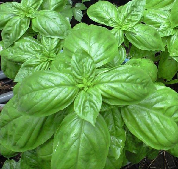 バジルの種子 100粒 固定種拍卖