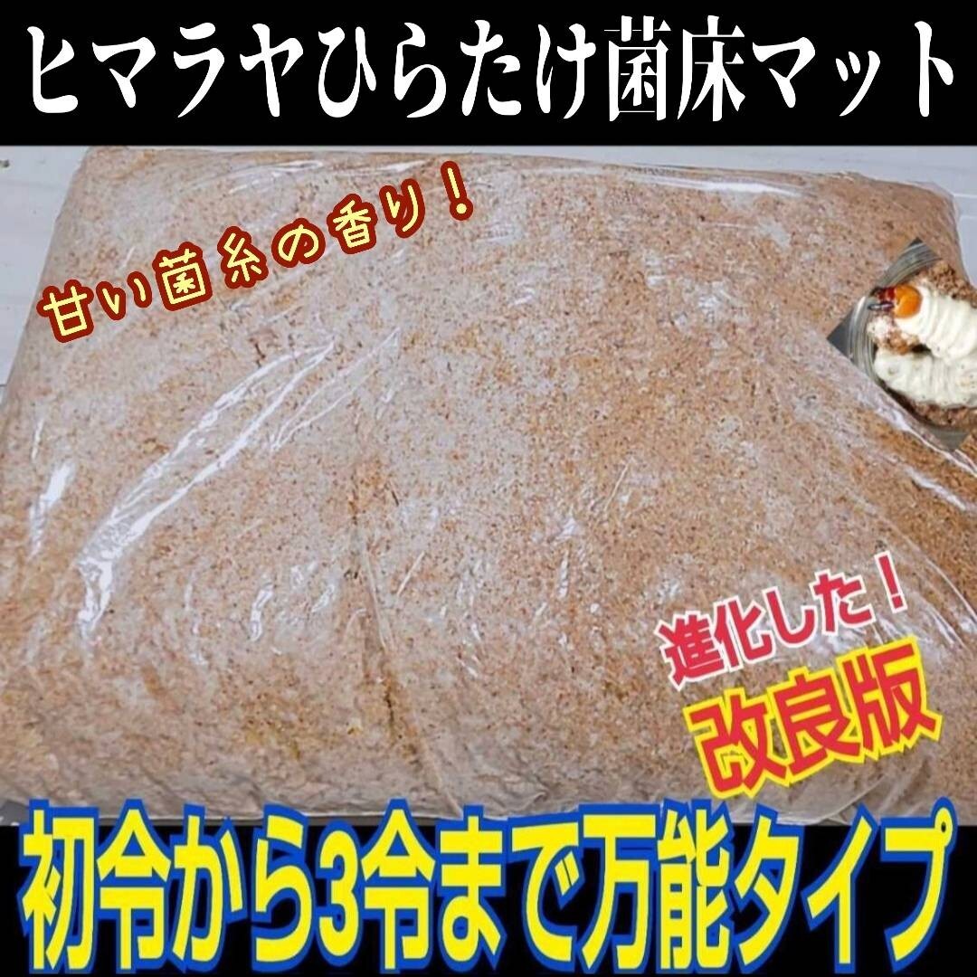 クワガタ幼虫専用 ヒマラヤひらたけ菌床マット ボトルやカップに詰めるだけ!菌糸の甘い香り!オオクワ、ヒラタ、ニジイロ、ノコギリに拍卖