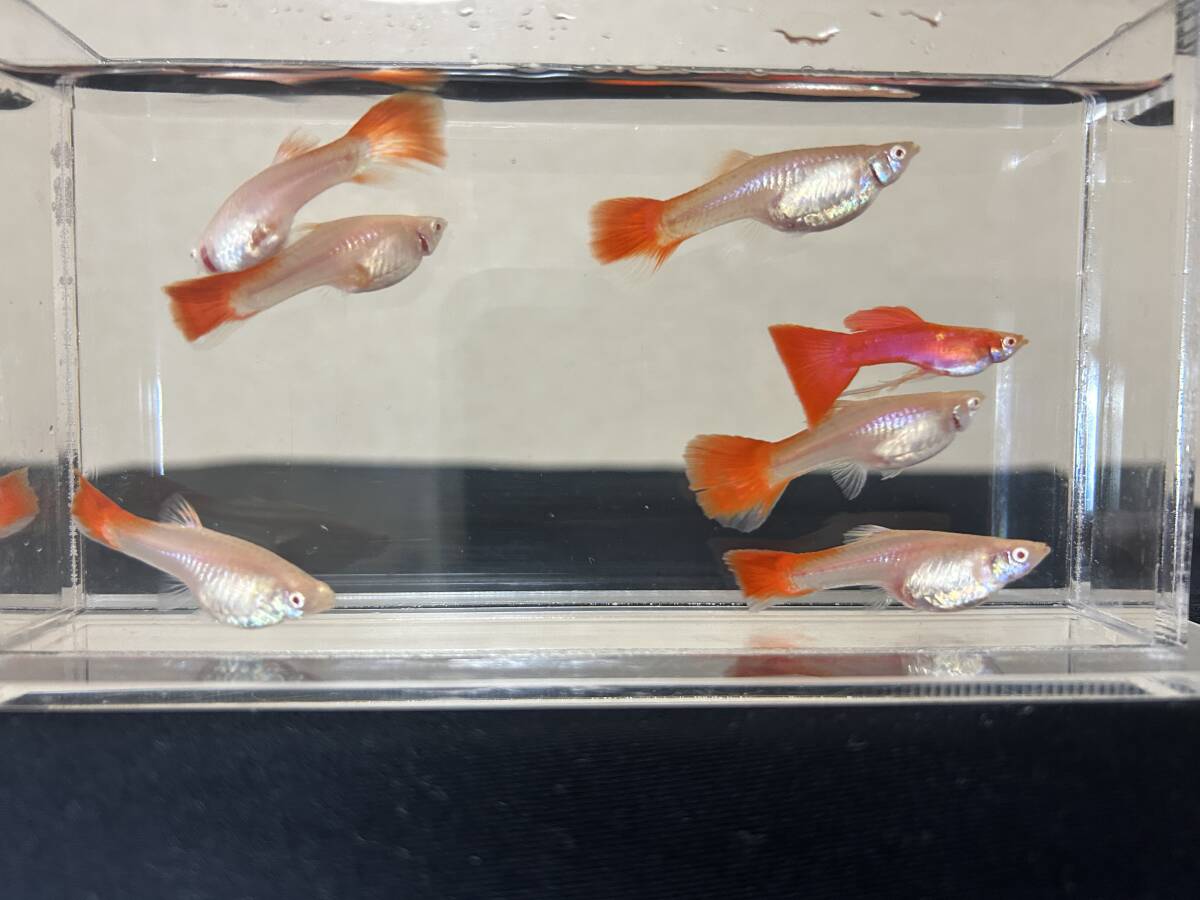 A・RREA・フルレッド・メス6匹、オス1匹拍卖