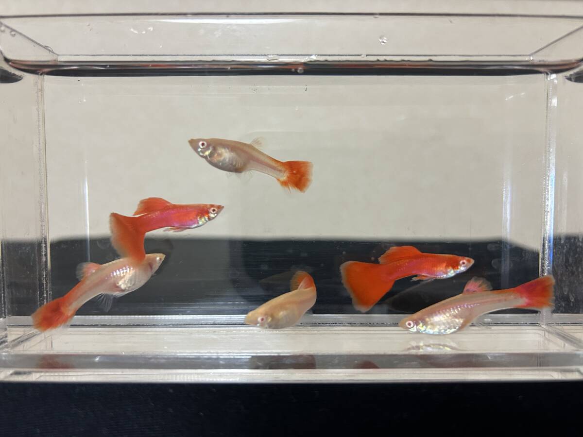 E.RREA.フルレッド・メス4匹、オス2匹拍卖