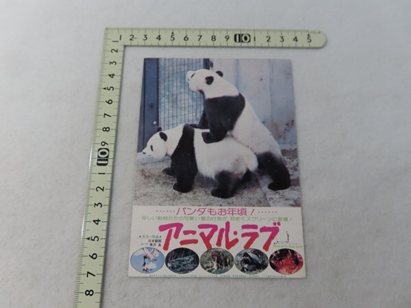 20250605B/■映画チラシ 招待状■ハガキ アニマル・ラブ拍卖