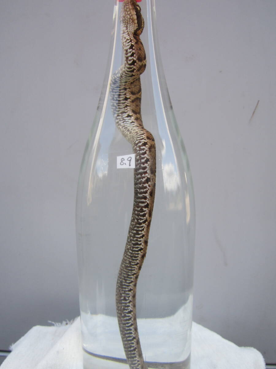 希少 !! 天然マムシ まむし酒に。フンだし完了。やや大き目の良品です。即決。滋養強壮拍卖
