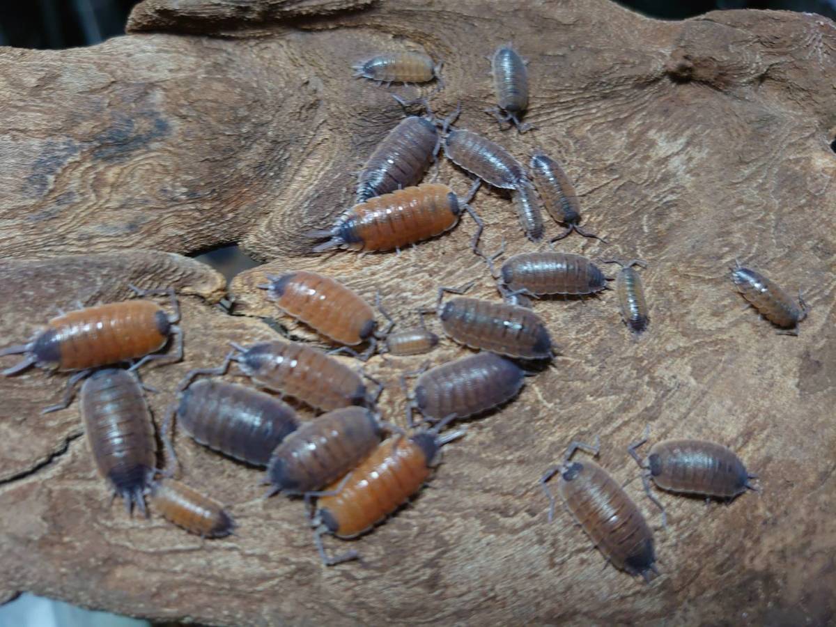 5匹セット Porcellio silvestri シルベストリ ワラジムシ ダンゴムシⅠ-⑯拍卖