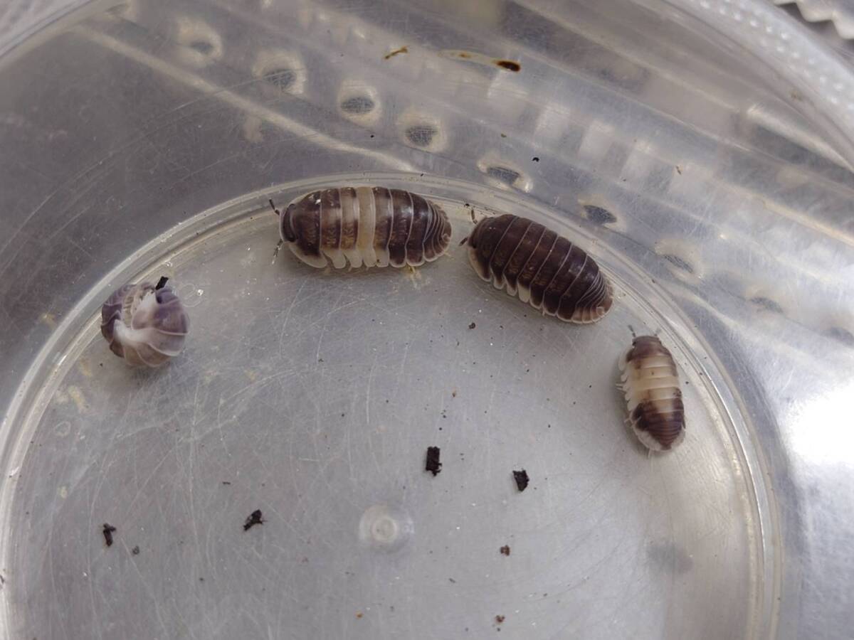 10匹セットクレイジーホースダンゴムシワラジムシ拍卖