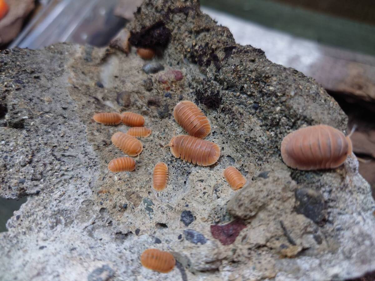 5匹+1匹Cubaris sp. "Nguyen"ダンゴムシワラジムシ拍卖