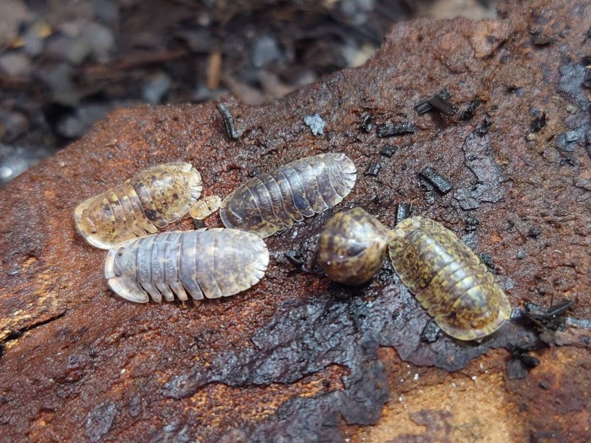 5匹セットFilippinodillo sp. r5 ダンゴムシワラジムシ拍卖