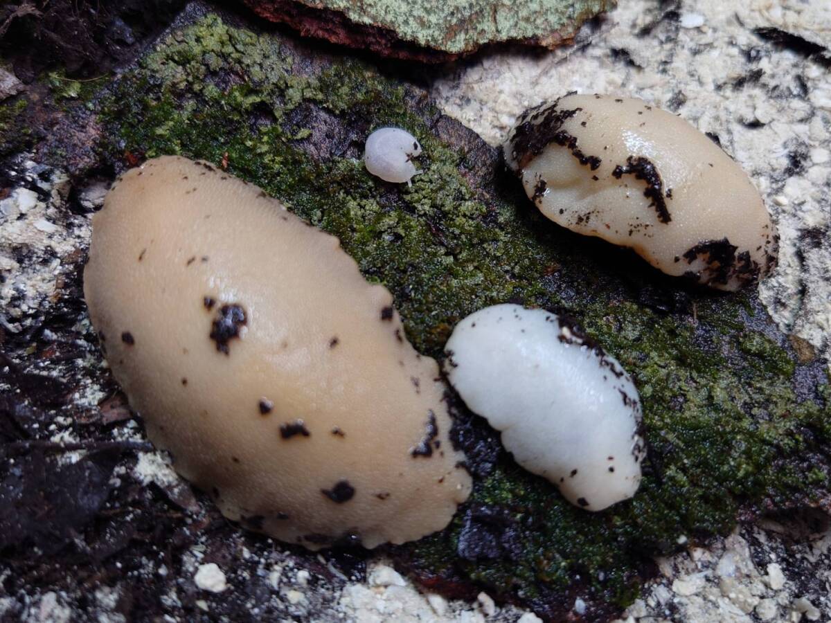 5匹セットアルビノアシヒダナメクジカタツムリ拍卖