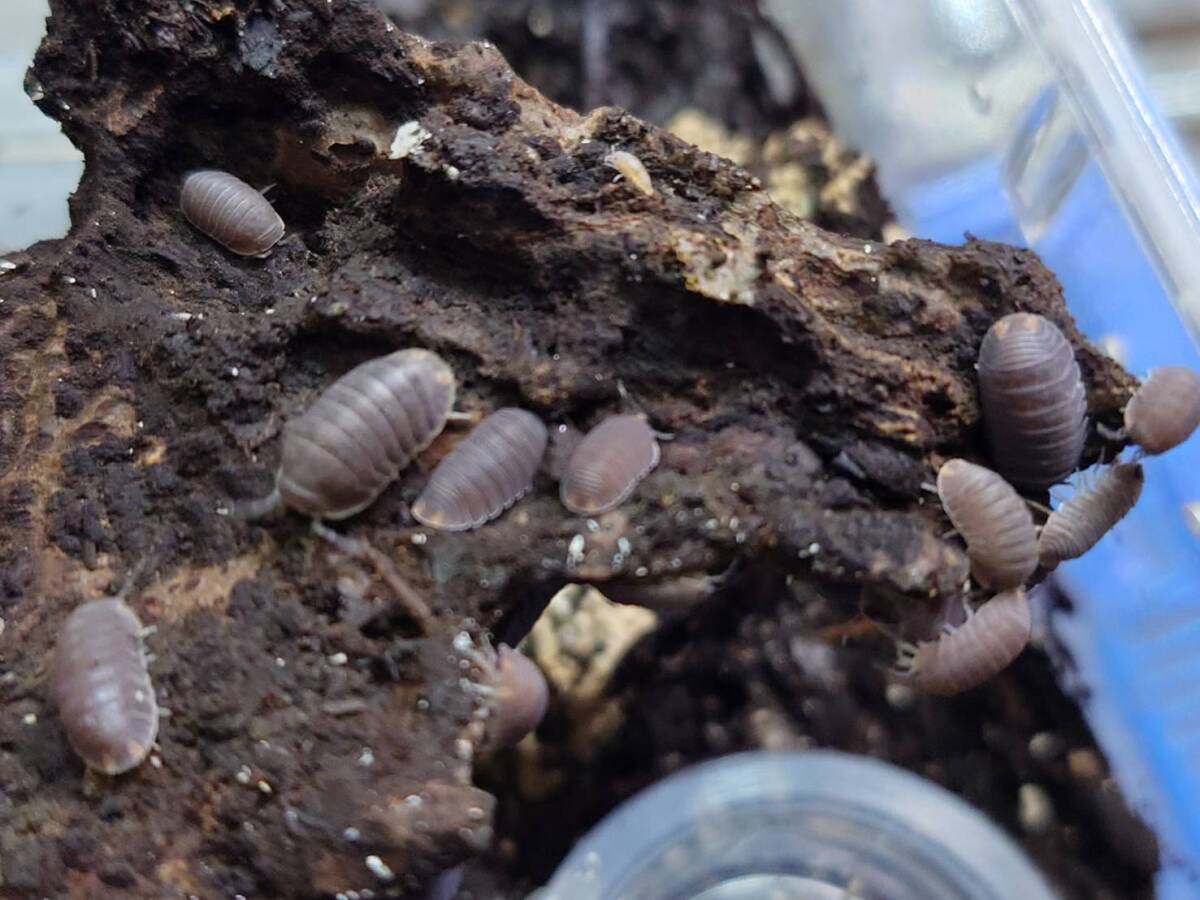 30匹セットヤエヤマネッタイコシビロダンゴムシ(石垣島産)ワラジムシ拍卖