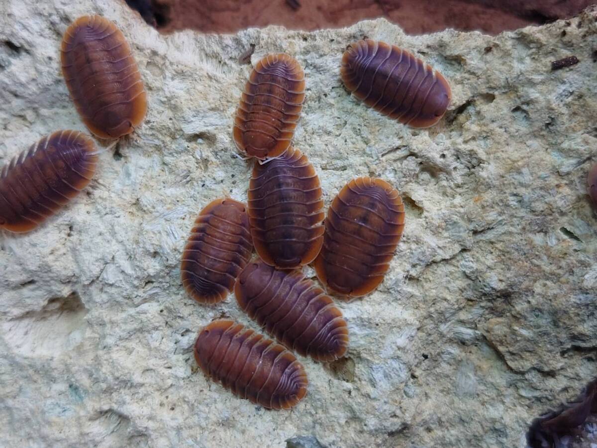 5匹+1匹troglodillo sp. vexダンゴムシ ワラジムシ拍卖