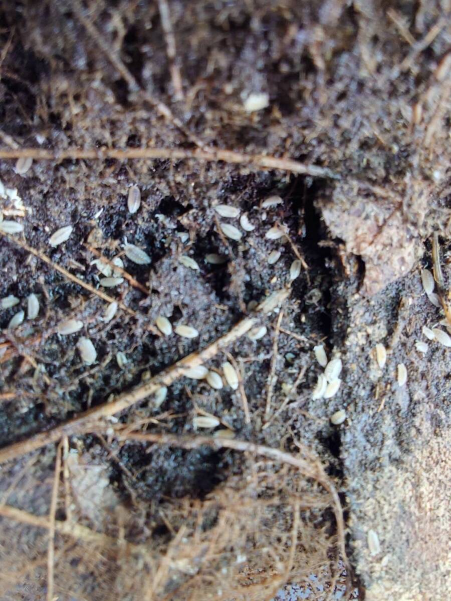 100匹セットシロホソワラジムシダンゴムシシロワラジムシ 白ワラジ拍卖