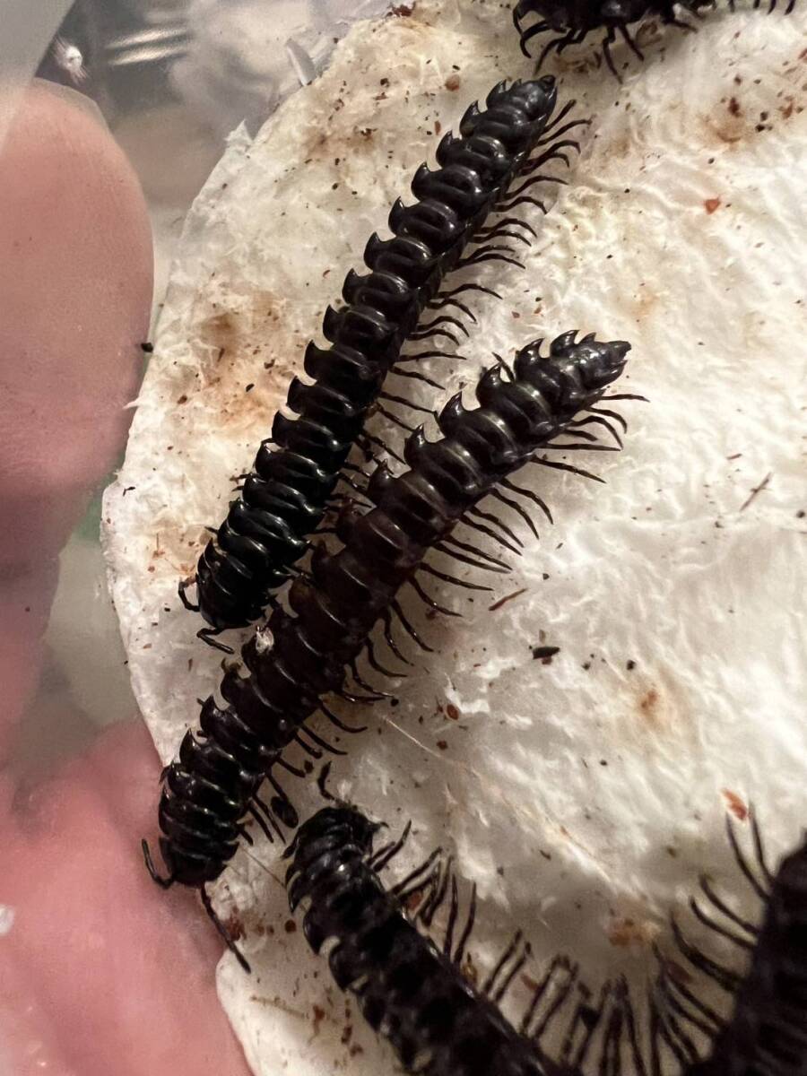 10匹セットBlack Dragon millipedeヤスデミリピード拍卖