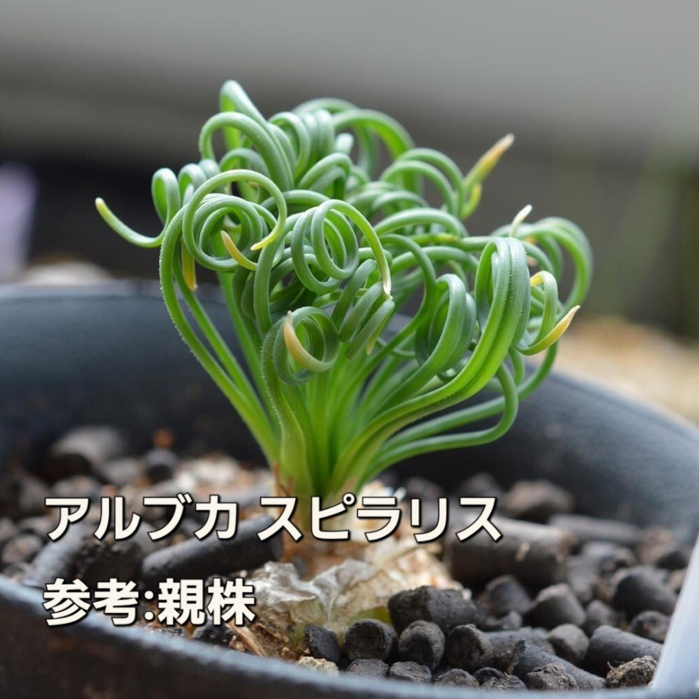 採れたて 種子 10粒 くるくる植物 アルブカ スピラリス ケープバルブ 多肉植物 実生用 秋蒔き拍卖
