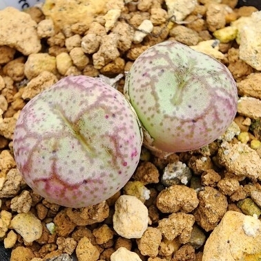 Conophytum ficiforme worcester 白花 コノフィツム フィシフォルメ フィキフォルメ 多肉植物 ウースター 白花拍卖