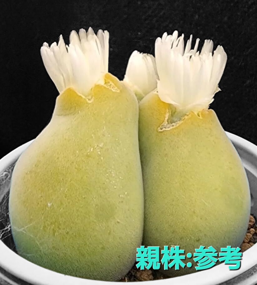 種子10粒 ムイリア ホルテンセ Muiria hortenseae 宝輝玉拍卖